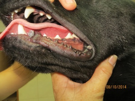 papilomatosis viral canina tratamiento)