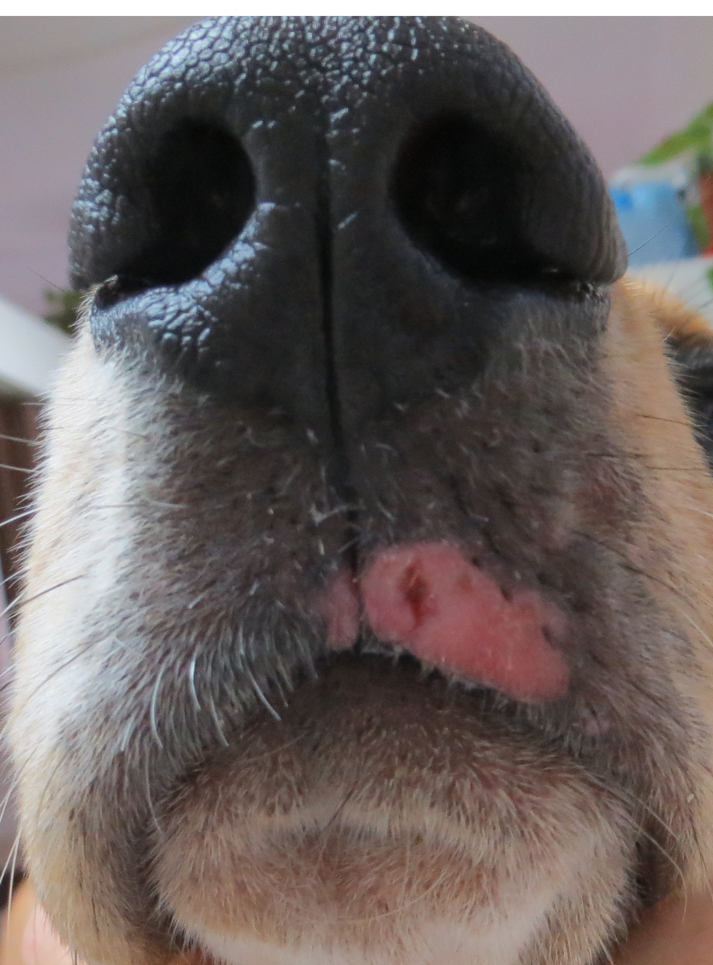 tratamiento papilomatosis canina